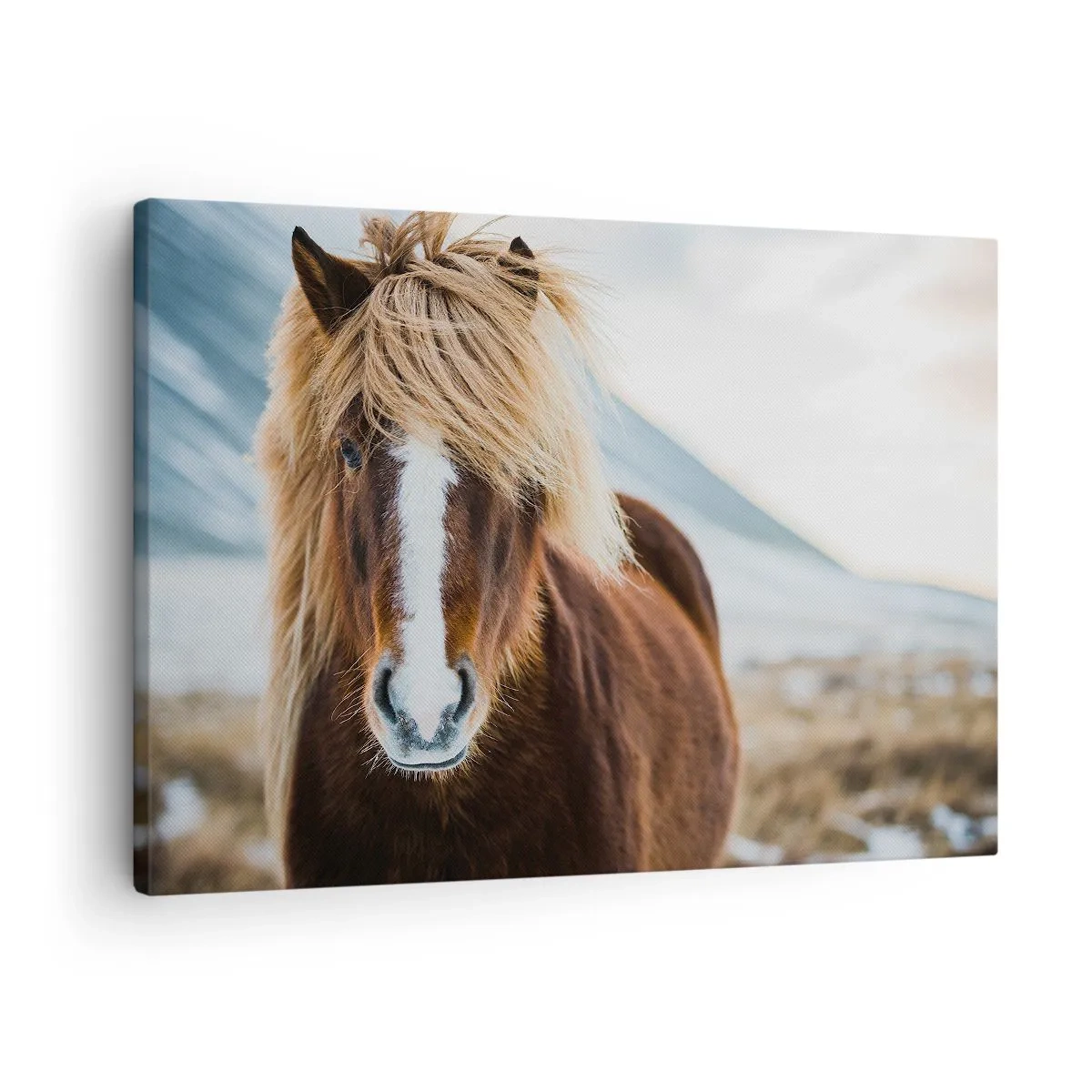 Obraz na plátně - Islandský kůň proti horské krajině - 70x50cm - Cítíš svobodu? - Moderní nástěnná dekorace do obývacího pokoje a ložnice ARTTOR