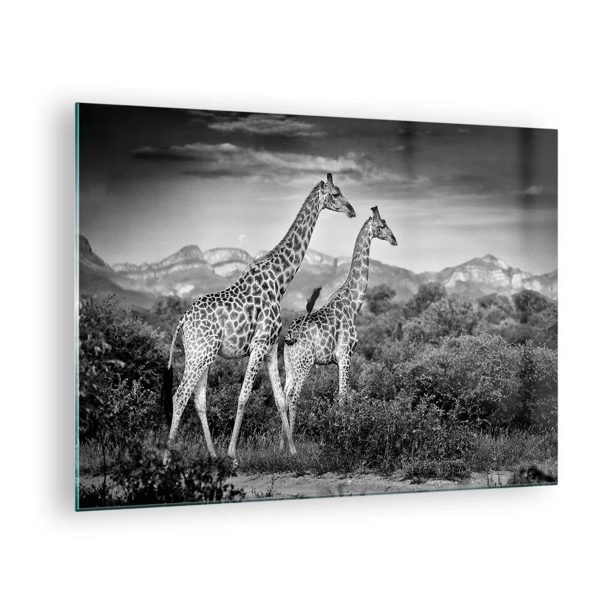 Obraz na skle - Černobílá fotografie dvou žiraf v savaně. - 70x50cm - Vyšší kruhy v Africe - Moderní nástěnná dekorace do obývacího pokoje a ložnice ARTTOR