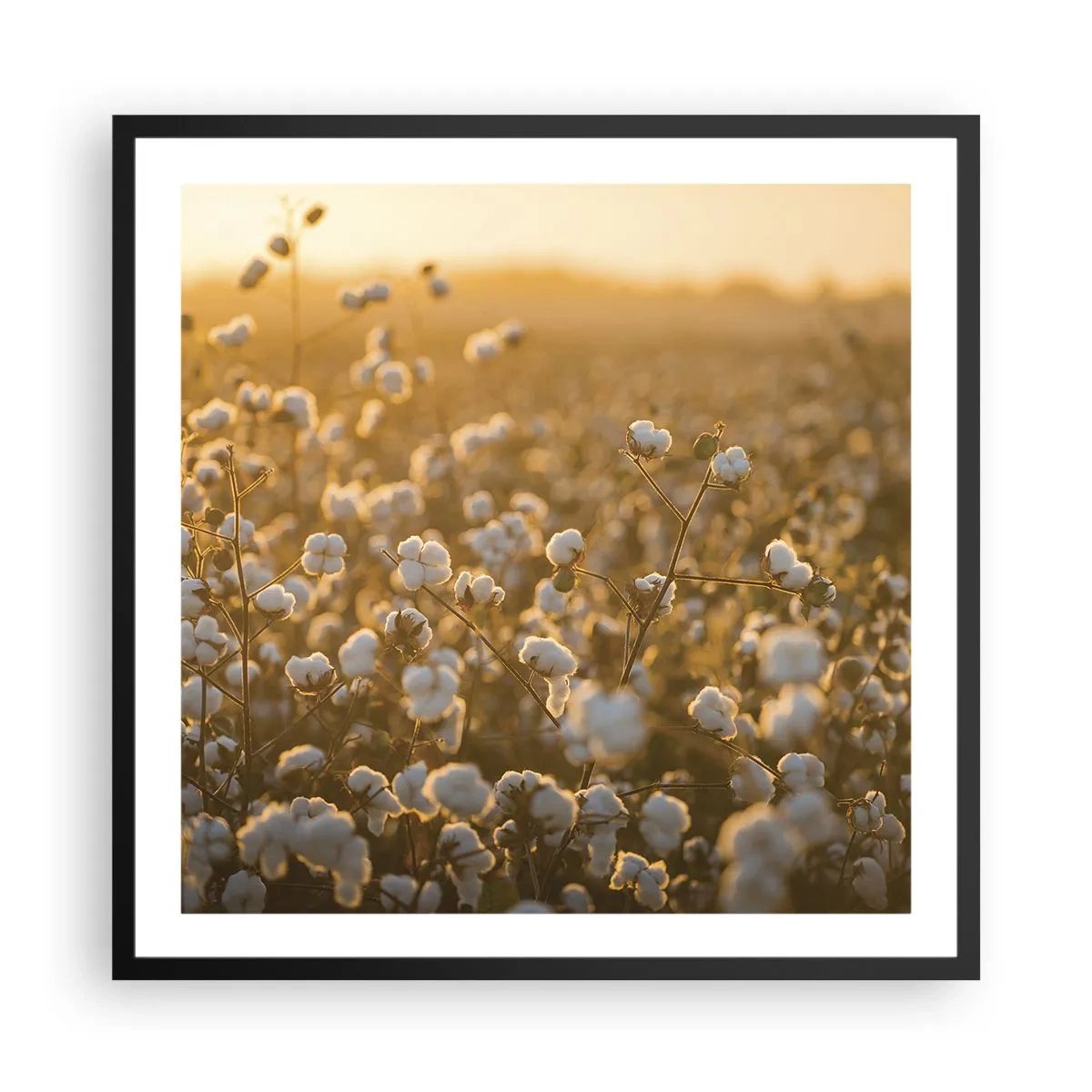 Plakát v černém rámu - Chlupaté pole - 60x60 cm