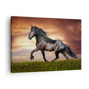Obraz na plátně - Černý kůň cválající proti zapadajícímu slunci - 70x50cm - Černý kníže - Moderní nástěnná dekorace do obývacího pokoje a ložnice ARTTOR
