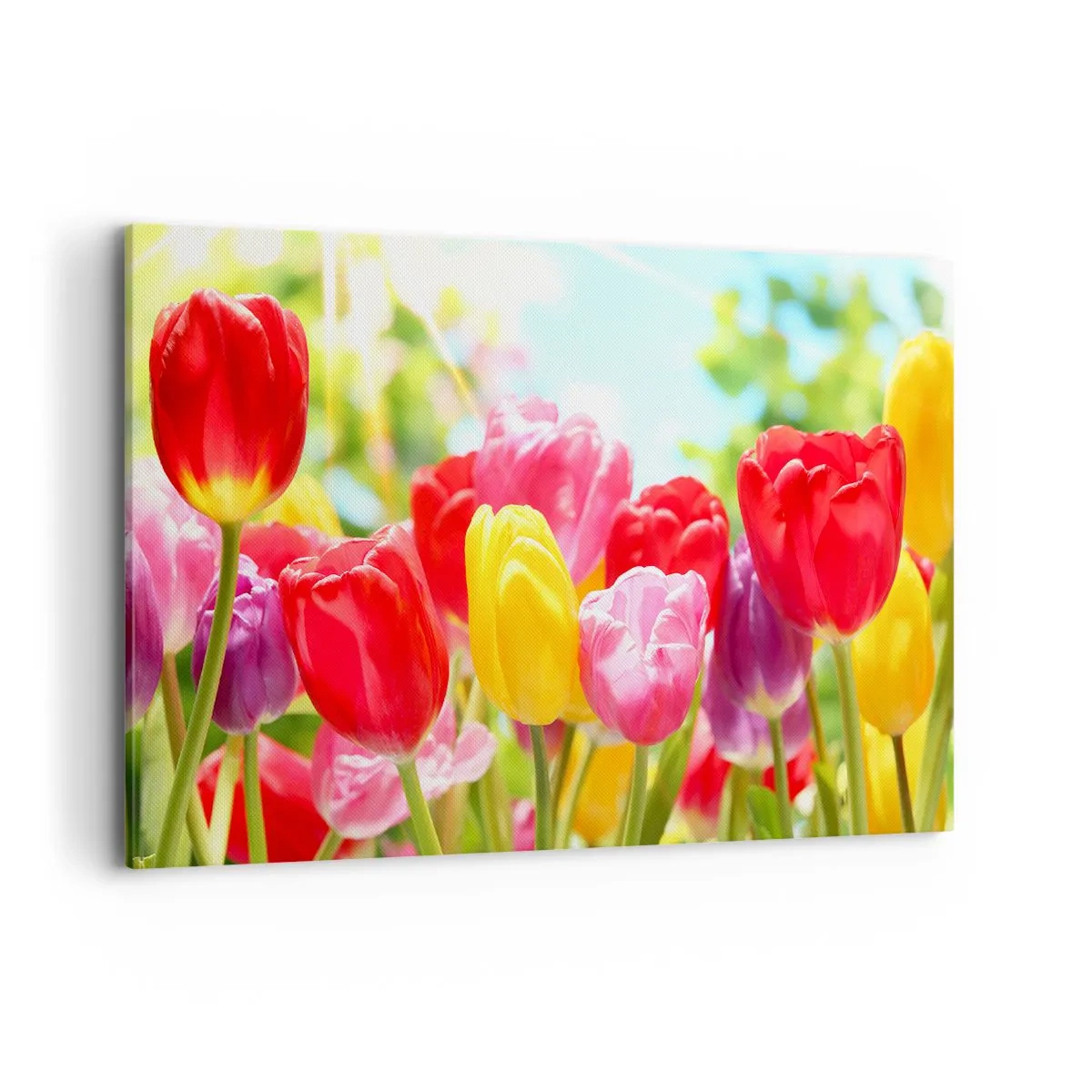 Obraz na plátně - To jsme my, barvy května! - 120x80 cm