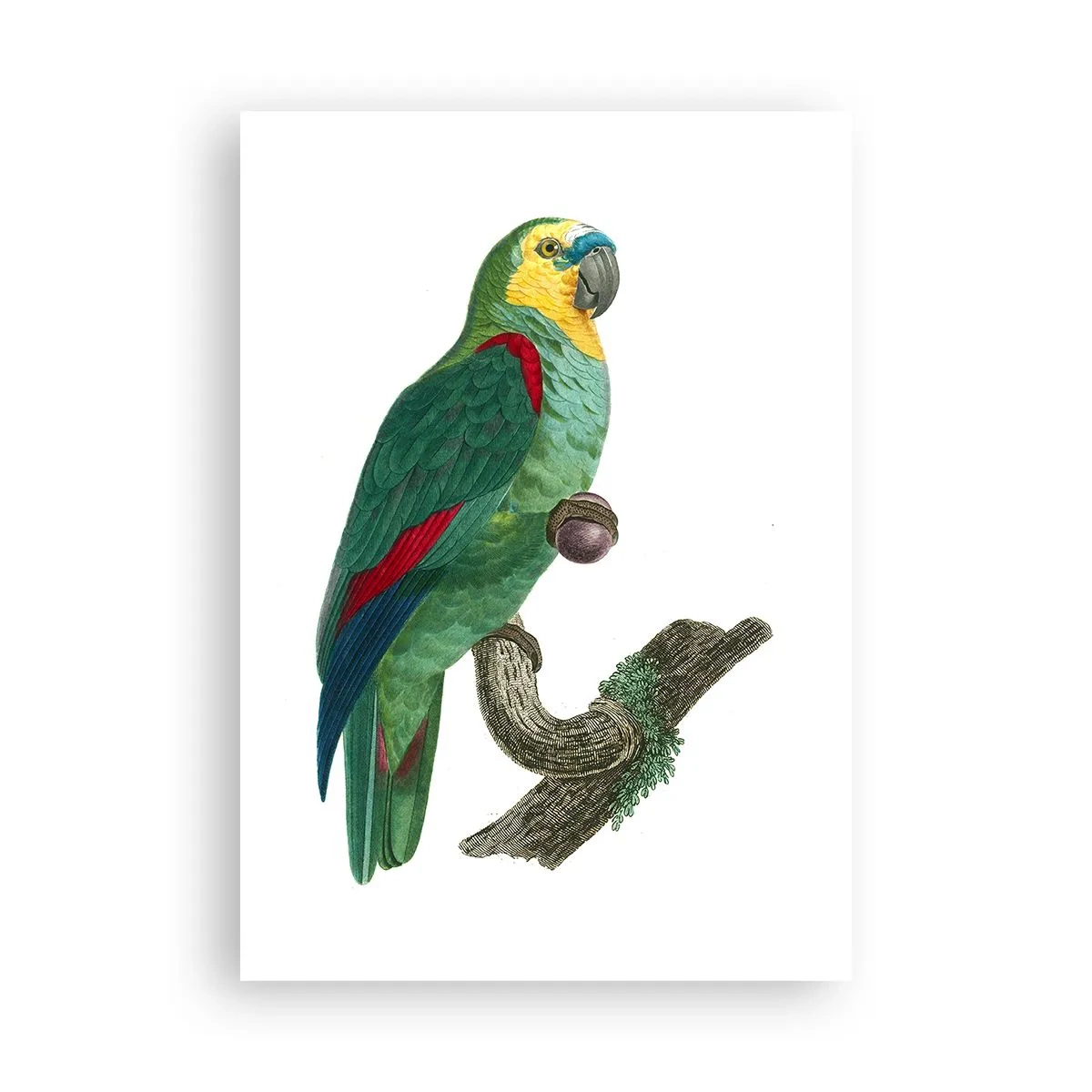 Plakát - Portrét papouška - 70x100 cm
