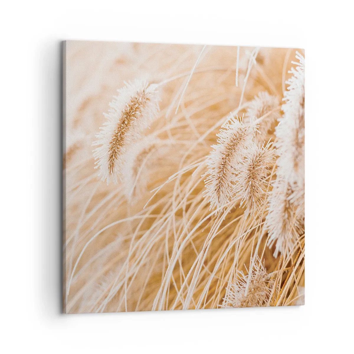 Obraz na plátně - Zlaté šustění travin - 50x50 cm