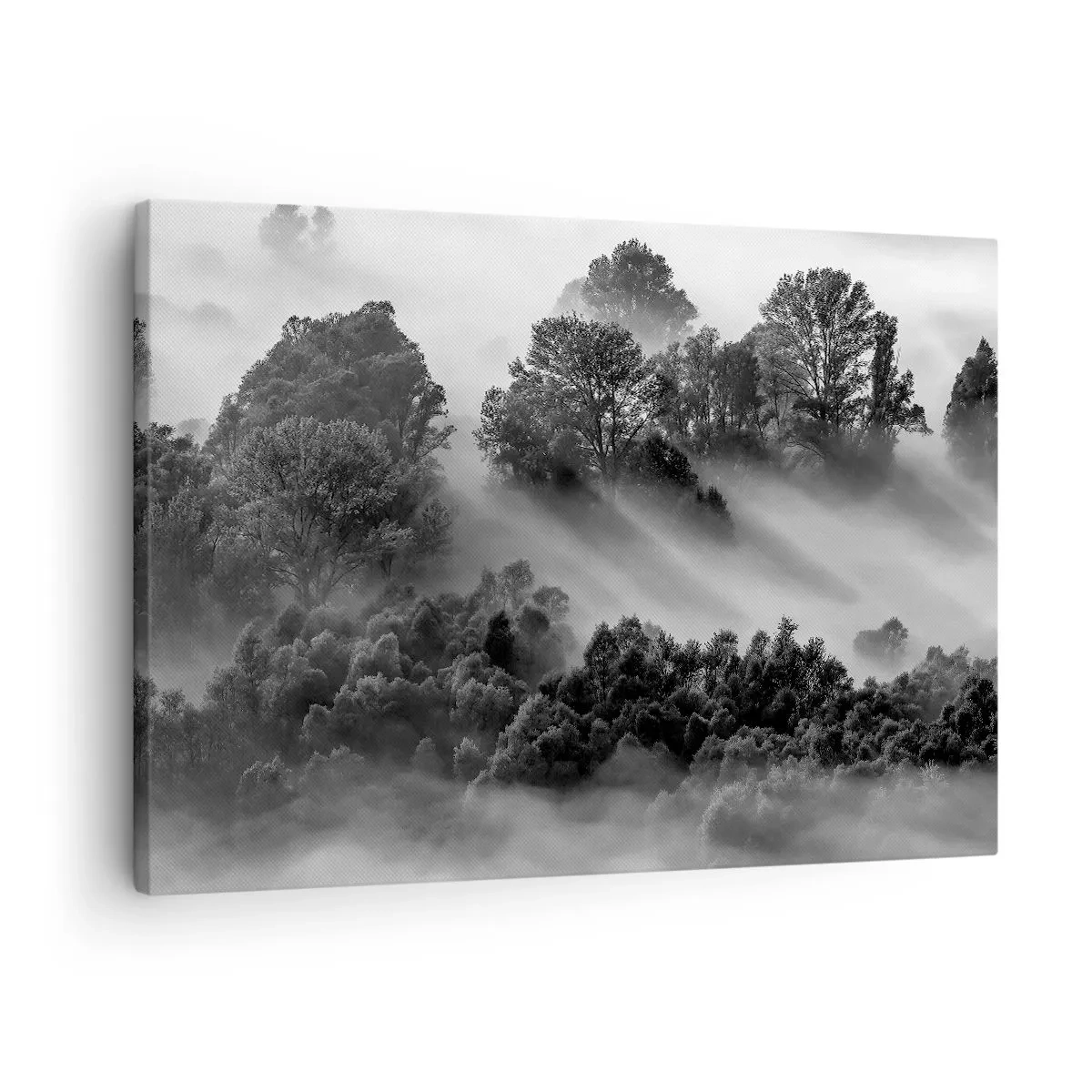 Obraz na plátně - Černá a bílá lesní krajina v ranní mlze - 70x50cm - Probouzení ze spánku - Moderní nástěnná dekorace do obývacího pokoje a ložnice ARTTOR