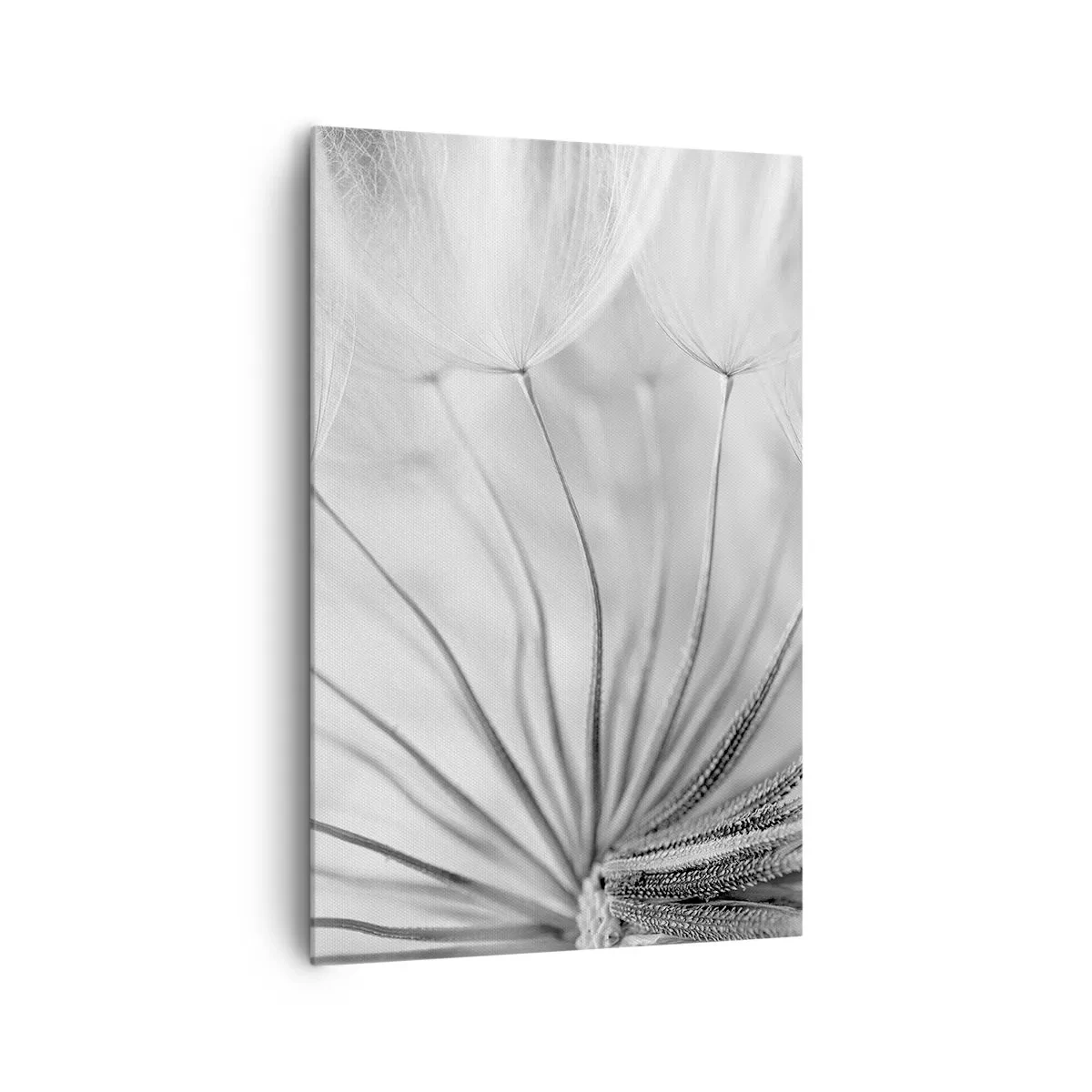 Obraz na plátně - Pampelišky - 80x120 cm