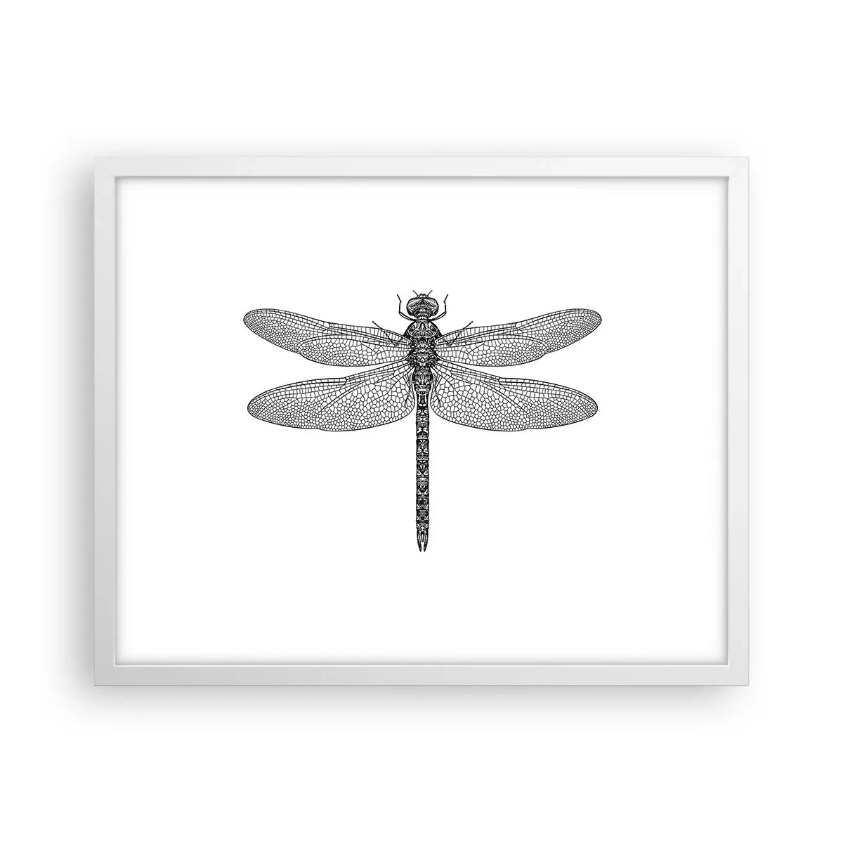 Plakát v bílém rámu - Přesnost přírody - 50x40 cm