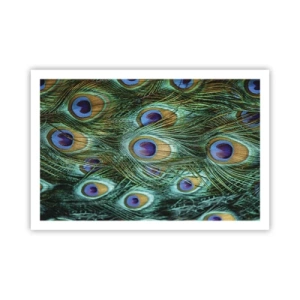 Plakát - Paví pohled - 91x61 cm