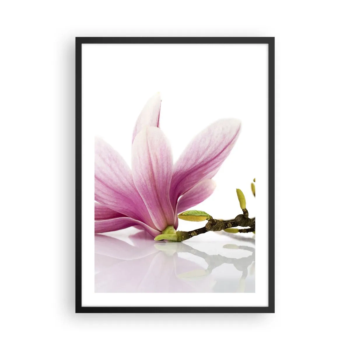 Plakát v černém rámu - Růžový květ magnólie na větvi s bílým pozadím - 50x70cm - Jemné jako závan jara - Moderní nástěnná dekorace do obývacího pokoje a ložnice ARTTOR
