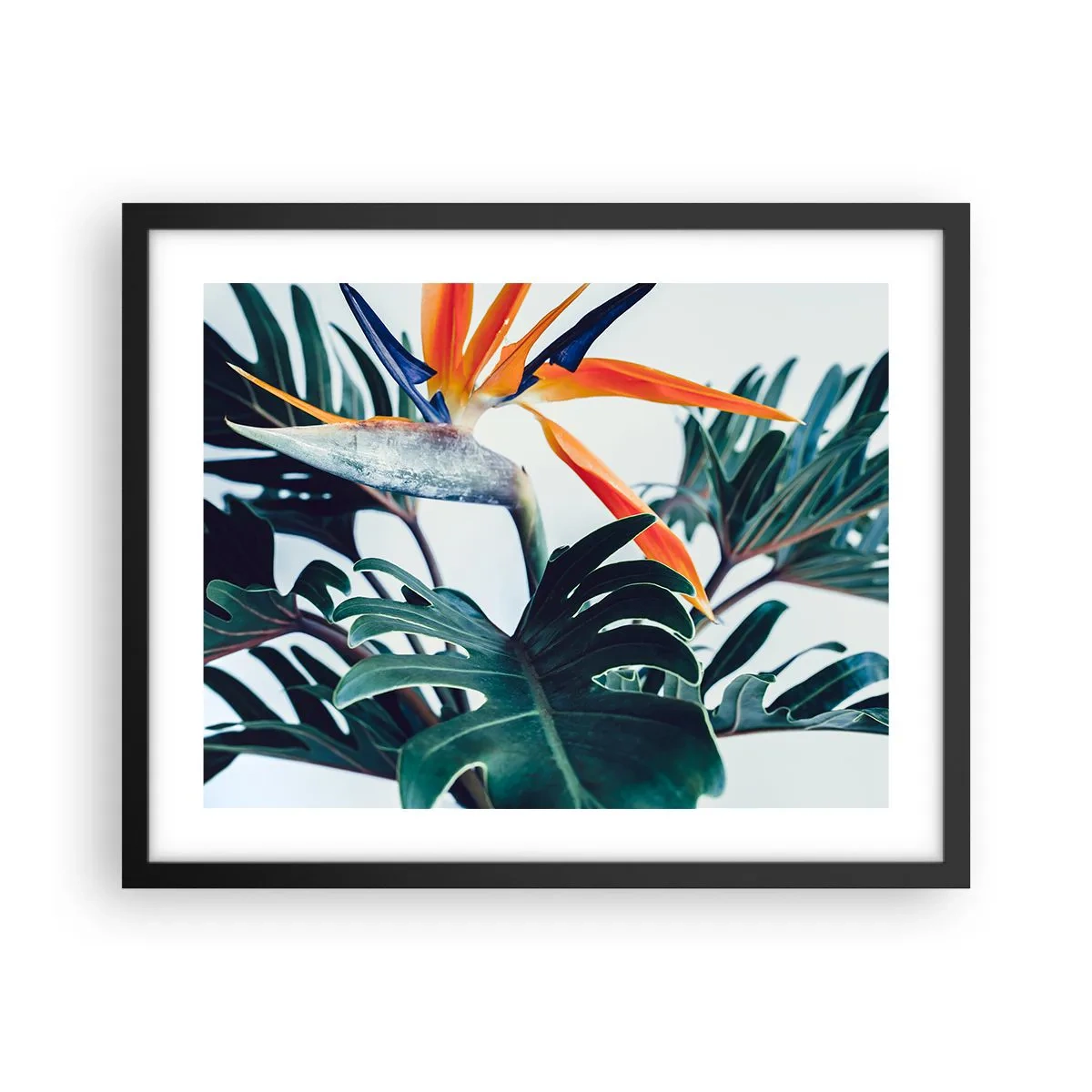 Plakát v černém rámu - Ptákeř - 50x40 cm