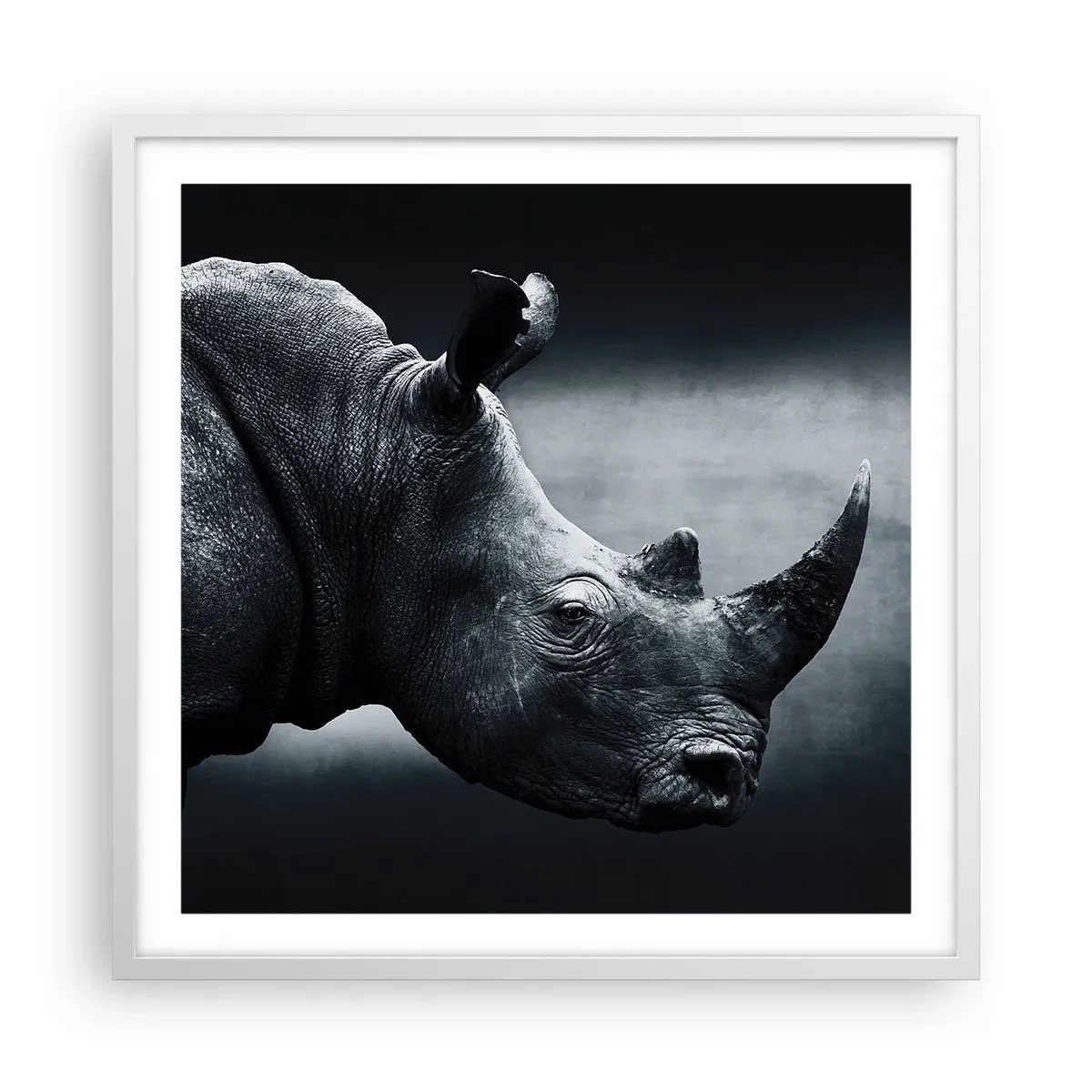 Plakát v bílém rámu - Pravý profil - 60x60 cm