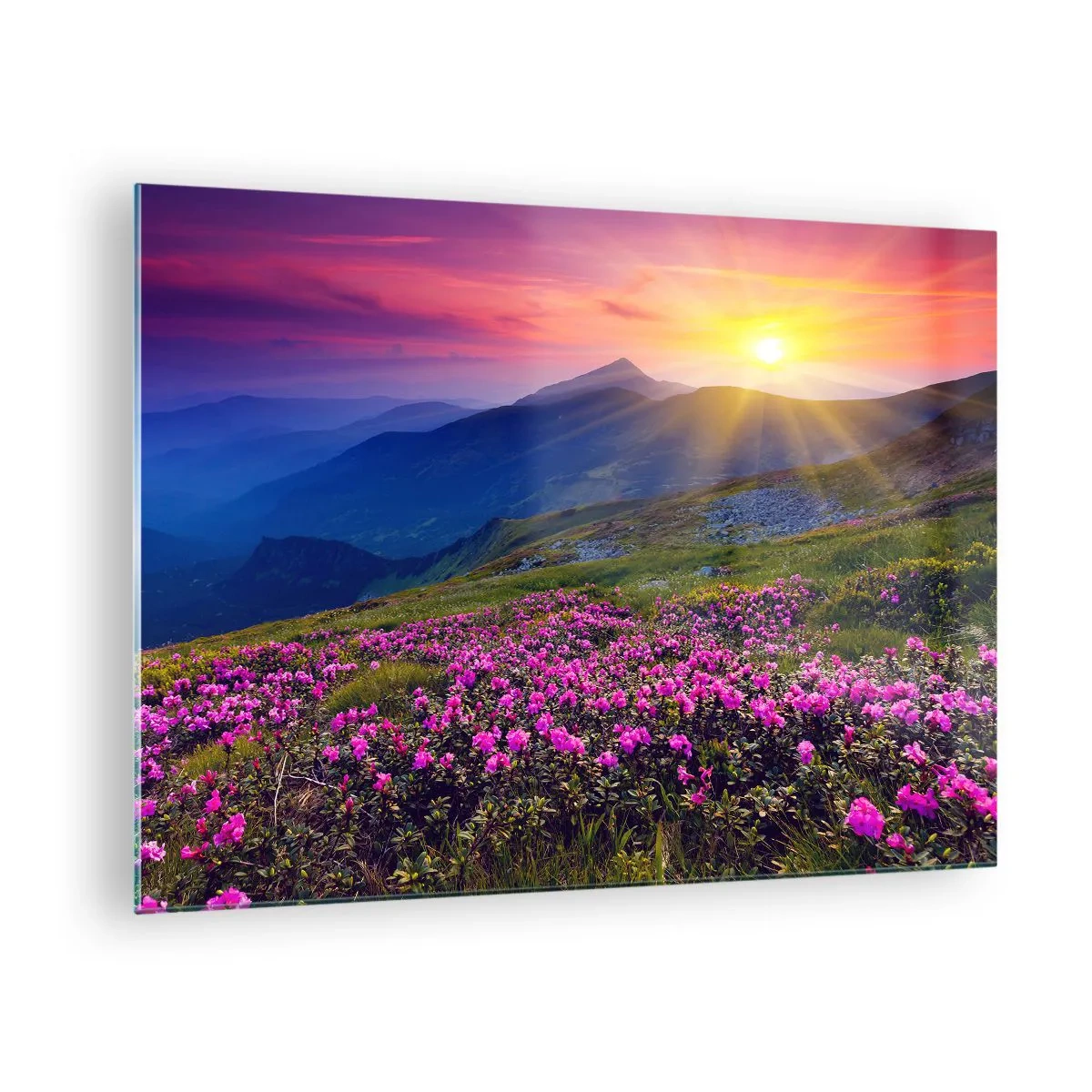 Obraz na skle - Květinové louky v horách při východu slunce - 70x50cm - …A kolem voní kosodřevina a voní byliny - Moderní nástěnná dekorace do obývacího pokoje a ložnice ARTTOR