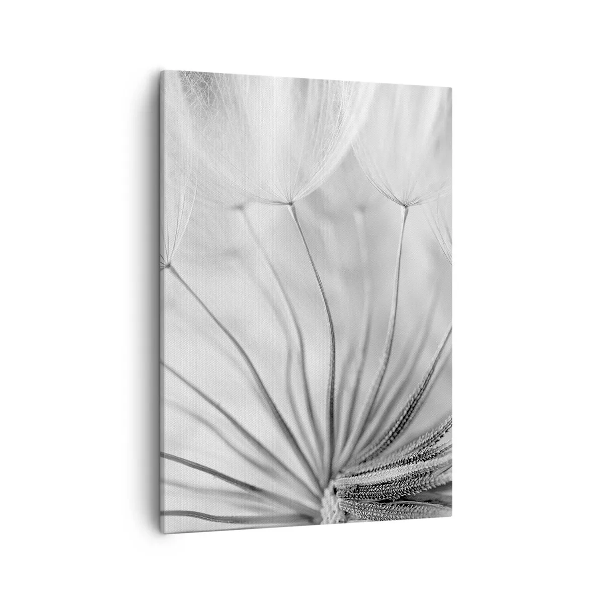 Obraz na plátně - Pampelišky - 50x70 cm
