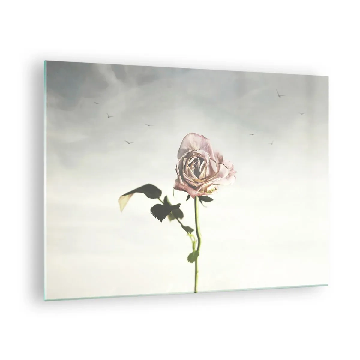 Obraz na skle - Křehká růže proti obloze s letícími ptáky - 70x50cm - Vítání jara - Moderní nástěnná dekorace do obývacího pokoje a ložnice ARTTOR