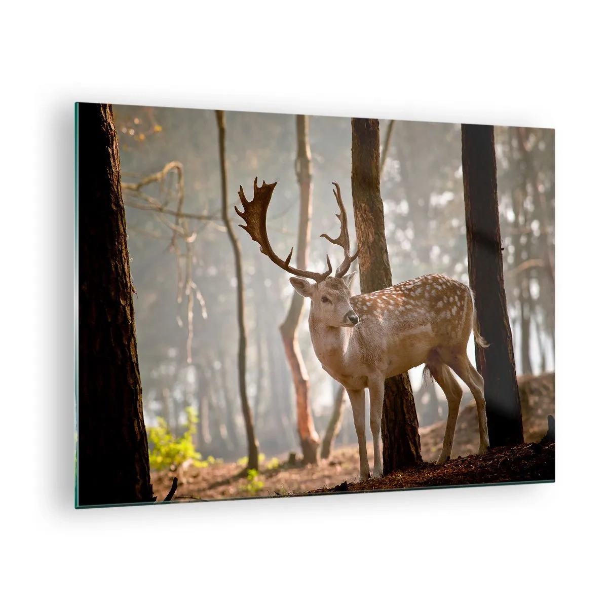Obraz na skle - Jelen v lese obklopený ranní mlhou - 70x50cm - Světlo mládí - Moderní nástěnná dekorace do obývacího pokoje a ložnice ARTTOR