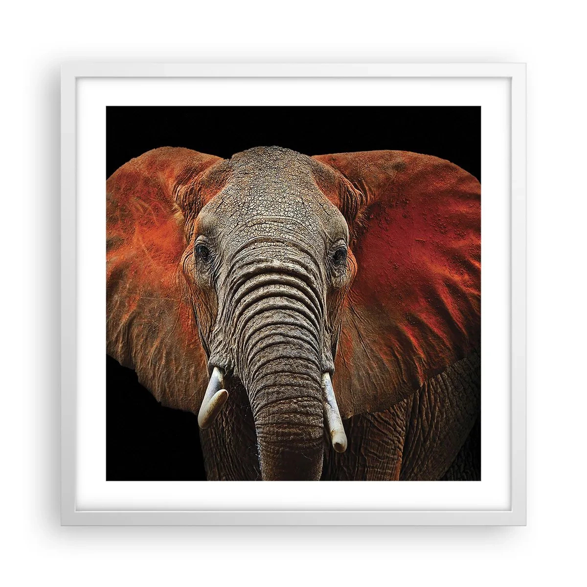 Plakát v bílém rámu - Jsem divoký, a ty? - 50x50 cm