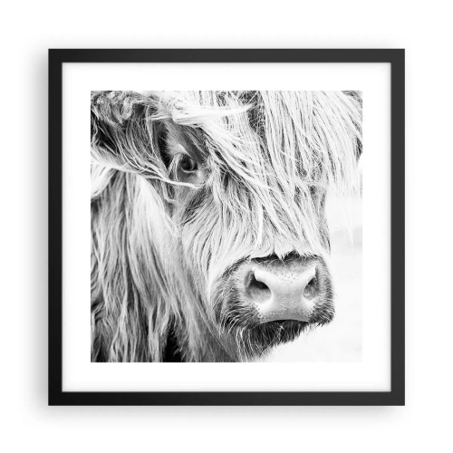 Plakát v černém rámu - Skotská divokost - 40x40 cm