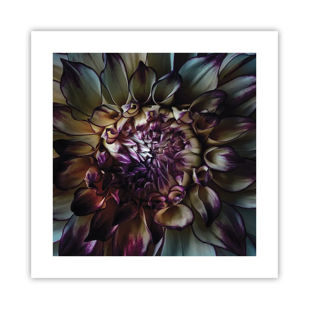 Plakát - Rozkvět mládí - 40x40 cm