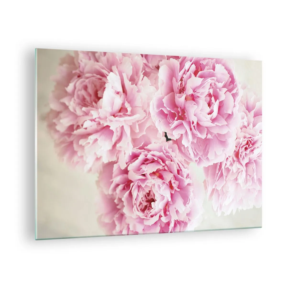 Obraz na skle - Kytice plných růžových pivoněk na světlém pozadí - 70x50cm - V růžovém přepychu - Moderní nástěnná dekorace do obývacího pokoje a ložnice ARTTOR
