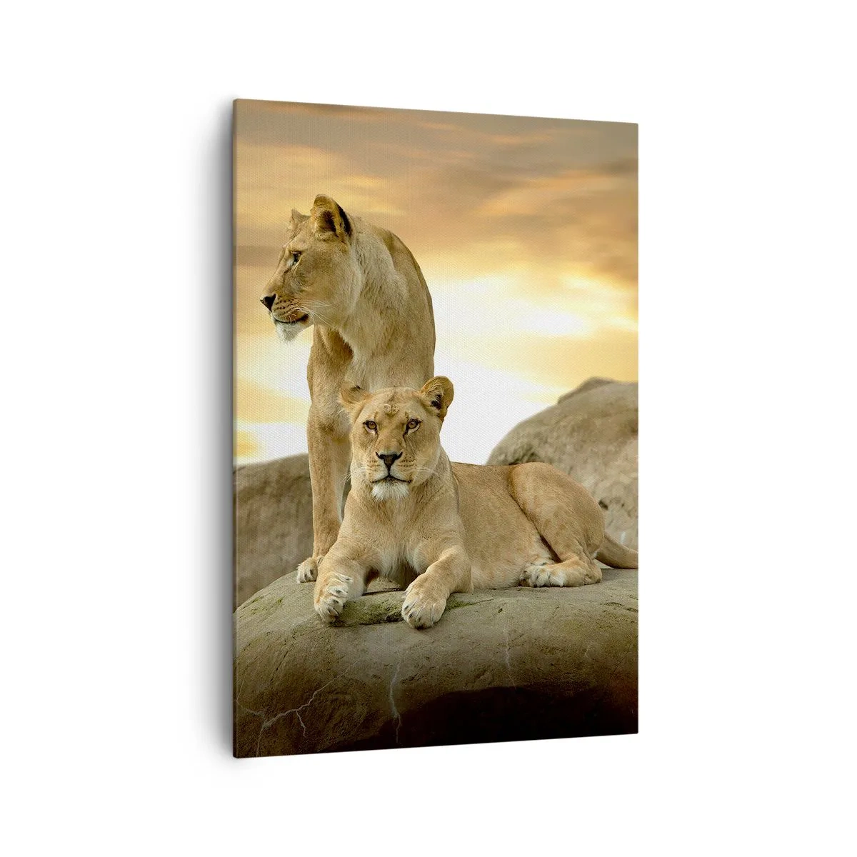 Obraz na plátně - Královský majestát - 70x100 cm