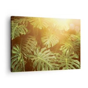 Obraz na plátně - Listy monstery na slunci na přirozeném pozadí - 70x50cm - Vstoupit do zeleně… - Moderní nástěnná dekorace do obývacího pokoje a ložnice ARTTOR