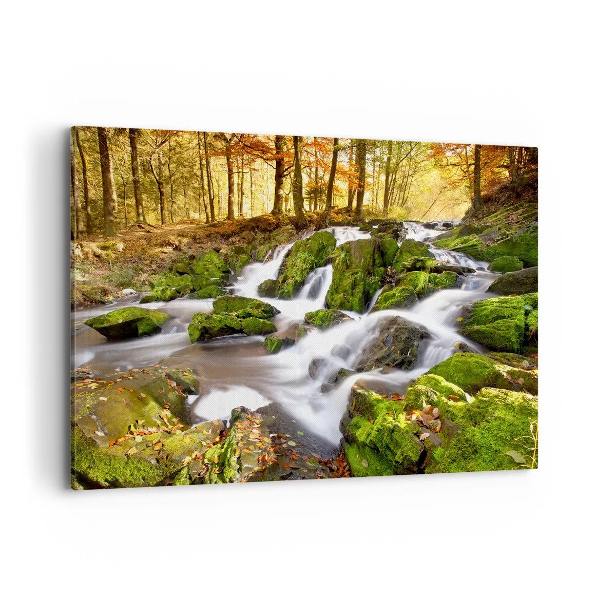 Obraz na plátně - Chvatem podzimním lesem - 120x80 cm