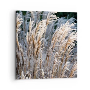 Obraz na plátně - Mrazem pokryté - 70x70 cm