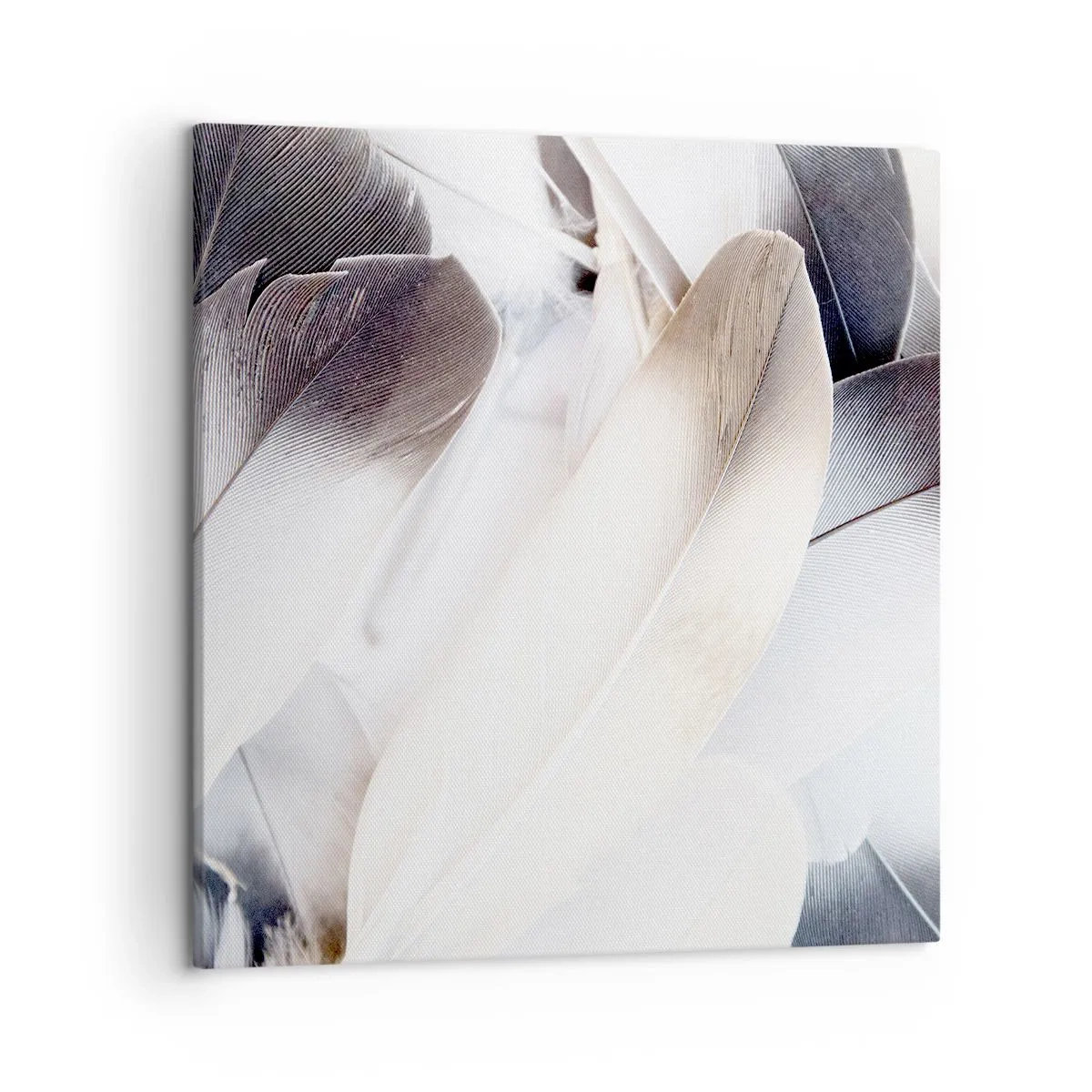 Obraz na plátně - Téměř andělské - 50x50 cm