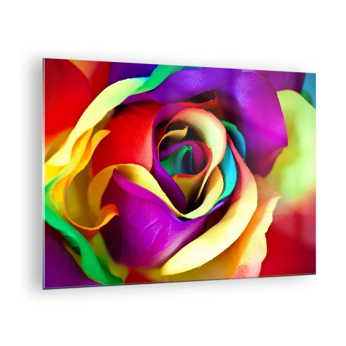 Obraz na skle - Barevná růže v barvách duhy - 70x50cm - To není možné - Moderní nástěnná dekorace do obývacího pokoje a ložnice ARTTOR