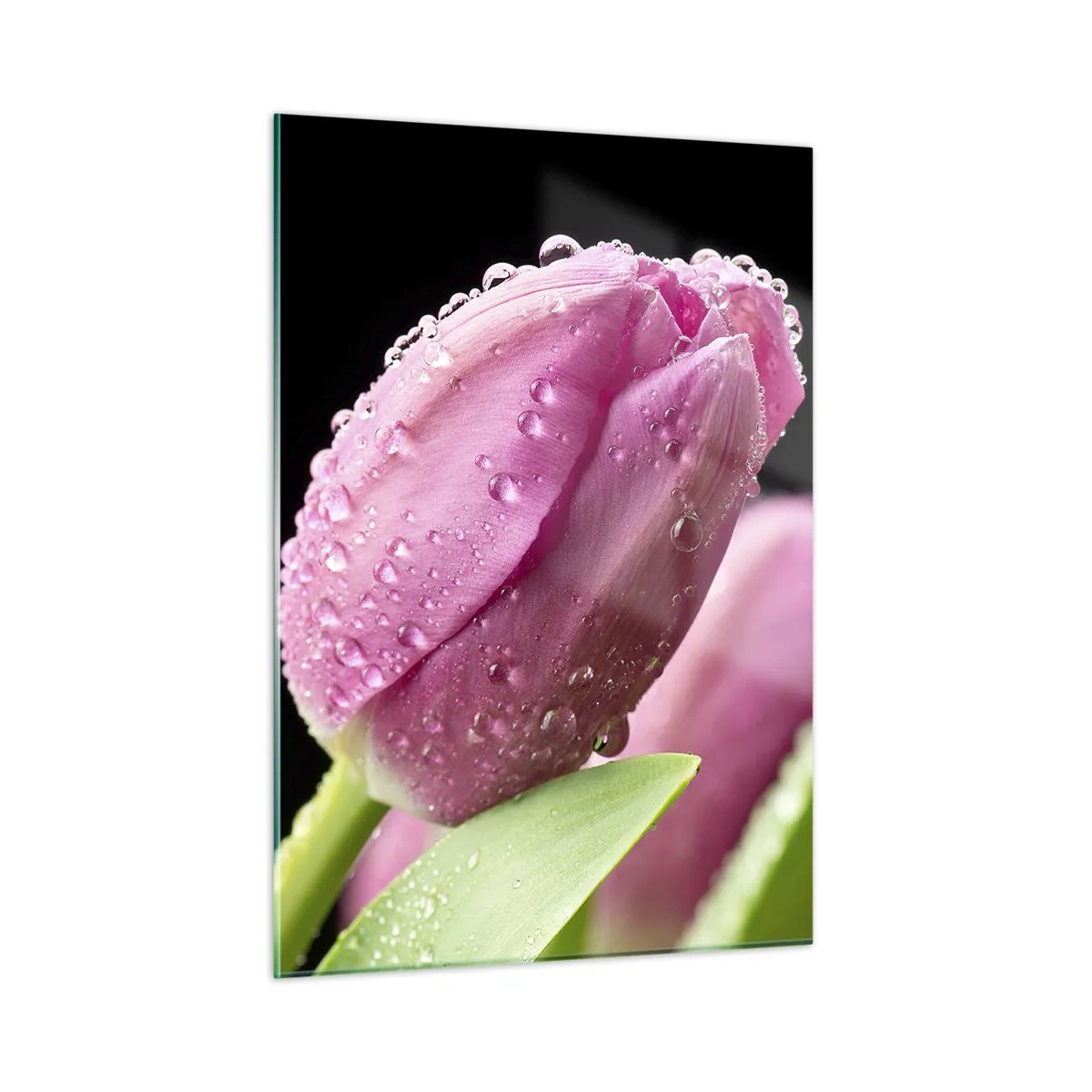 Obraz na skle - Liliový sen v rose - 50x70 cm