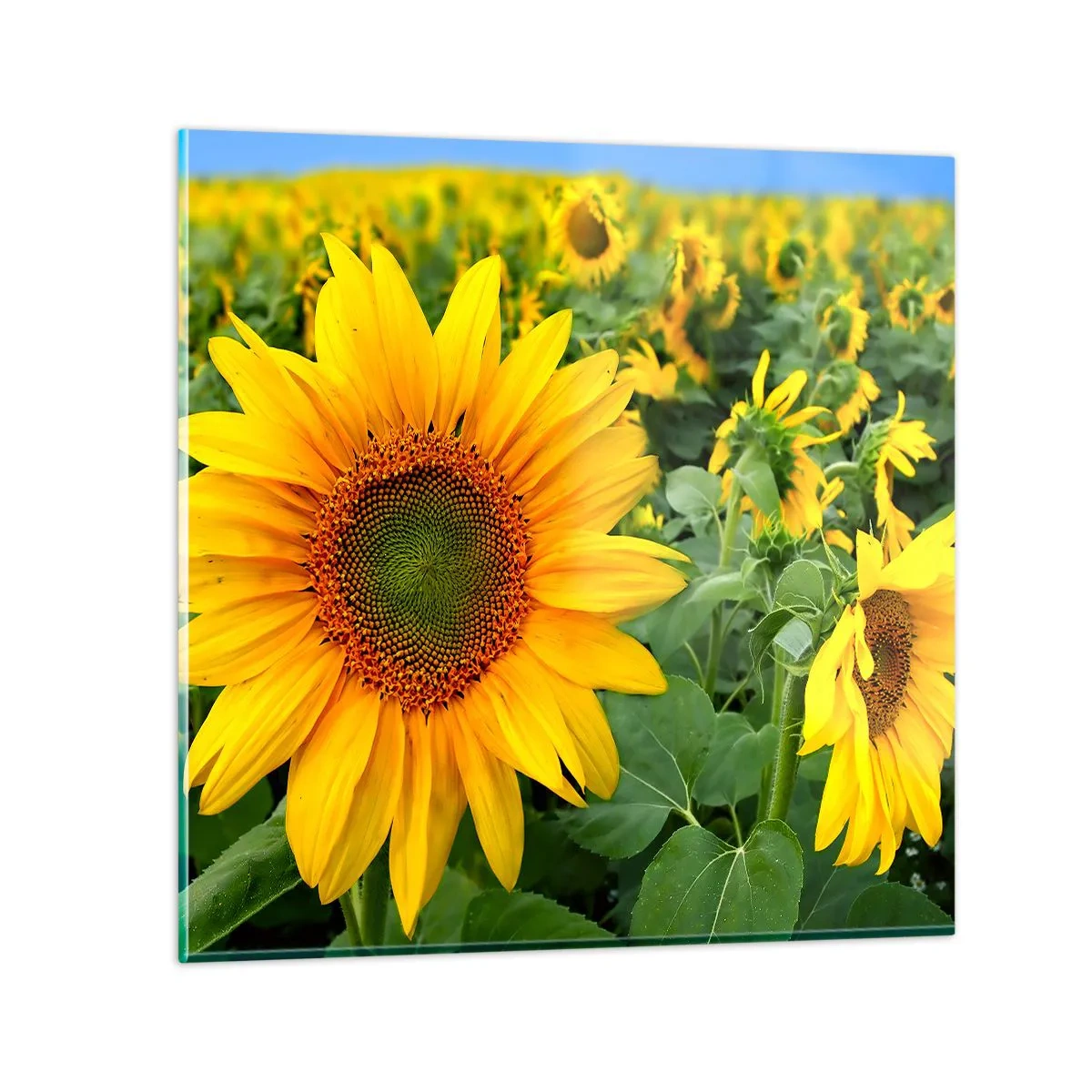 Obraz na skle - Zahořely stovky sluncí - 70x70 cm