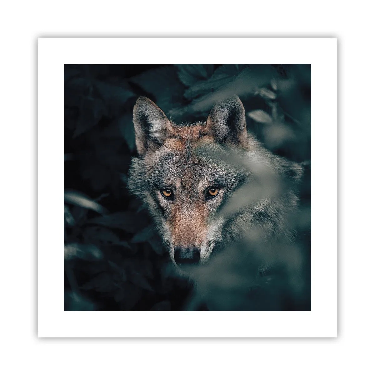 Plakát - Predátor - 40x40 cm