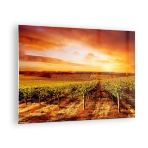 Obraz na skle - Vinná réva na poli při západu slunce - 70x50cm - Jemně ovocné s tónem slunce - Moderní nástěnná dekorace do obývacího pokoje a ložnice ARTTOR