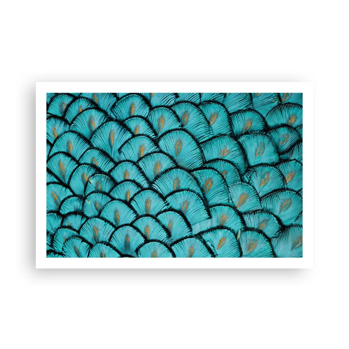 Plakát - Velká slavnost peří - 91x61 cm