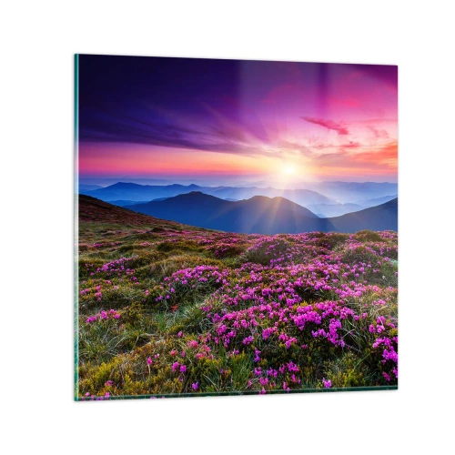 Obraz na skle - Zavoněly svěží pupeny bylinek z obilných polí - 70x70 cm