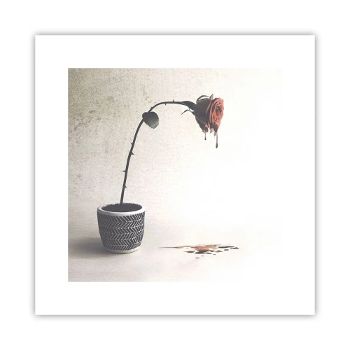 Plakát - Rosa dolorosa - 30x30 cm