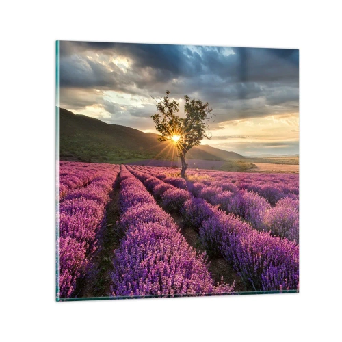 Obraz na skle - Aroma v barvě lila - 60x60 cm