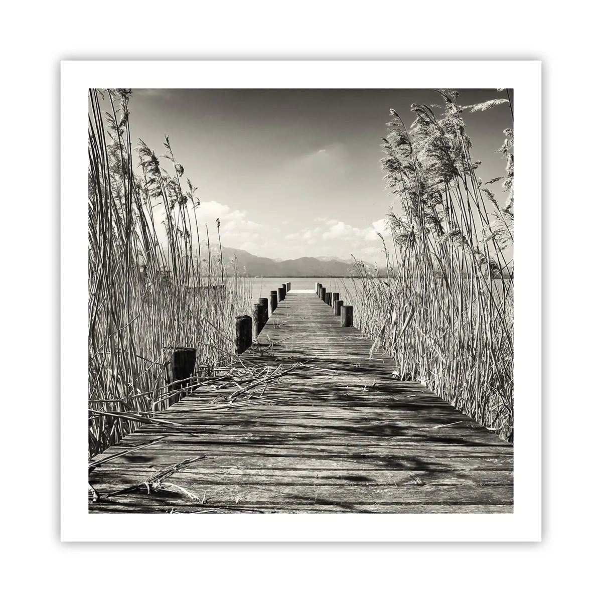 Plakát - V ústraní travin - 60x60 cm