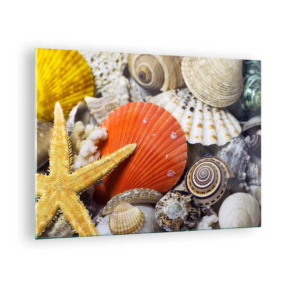 Obraz na skle - Barevné mušle a hvězdice v mořské kompozici - 70x50cm - Poklady oceánu - Moderní nástěnná dekorace do obývacího pokoje a ložnice ARTTOR