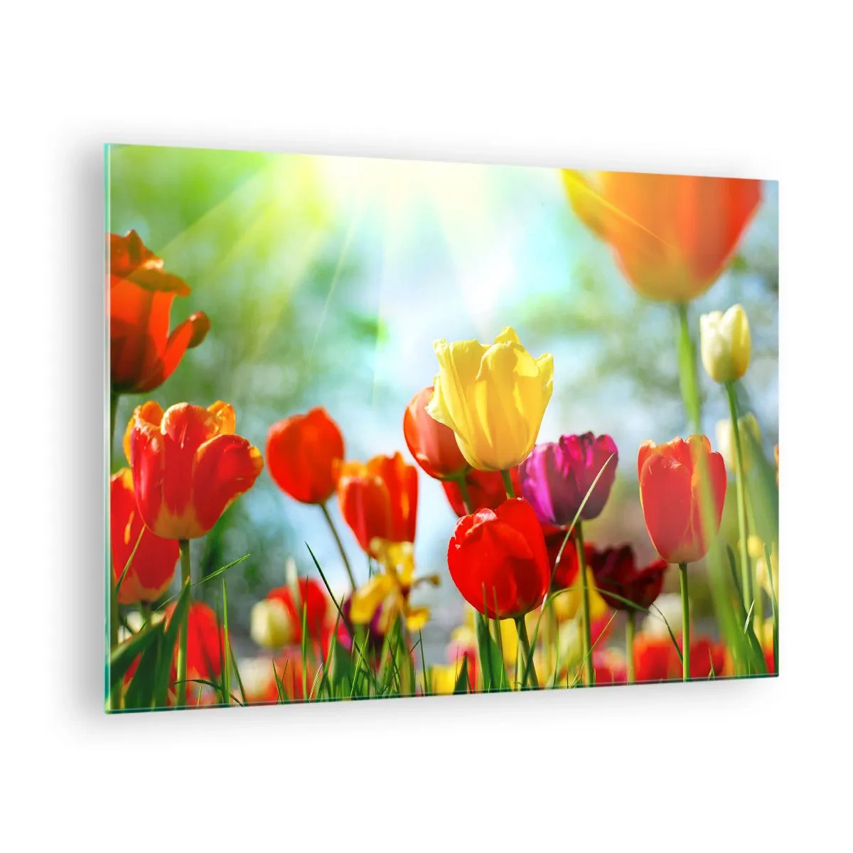 Obraz na skle - Barevné tulipány ozářené slunečními paprsky - 70x50cm - Všechny barvy slunce - Moderní nástěnná dekorace do obývacího pokoje a ložnice ARTTOR