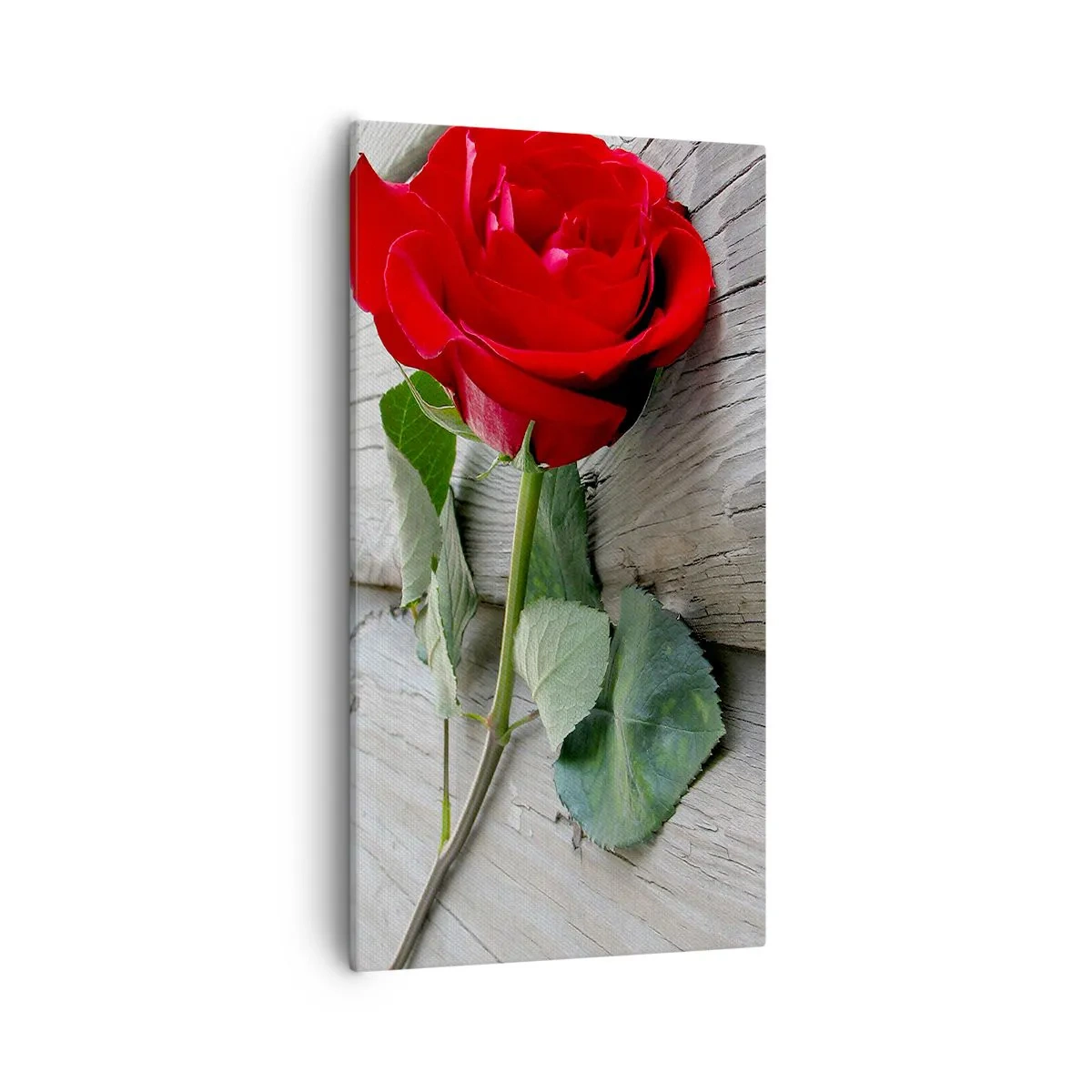 Obraz na plátně - Studie v šarlatové - 55x100 cm