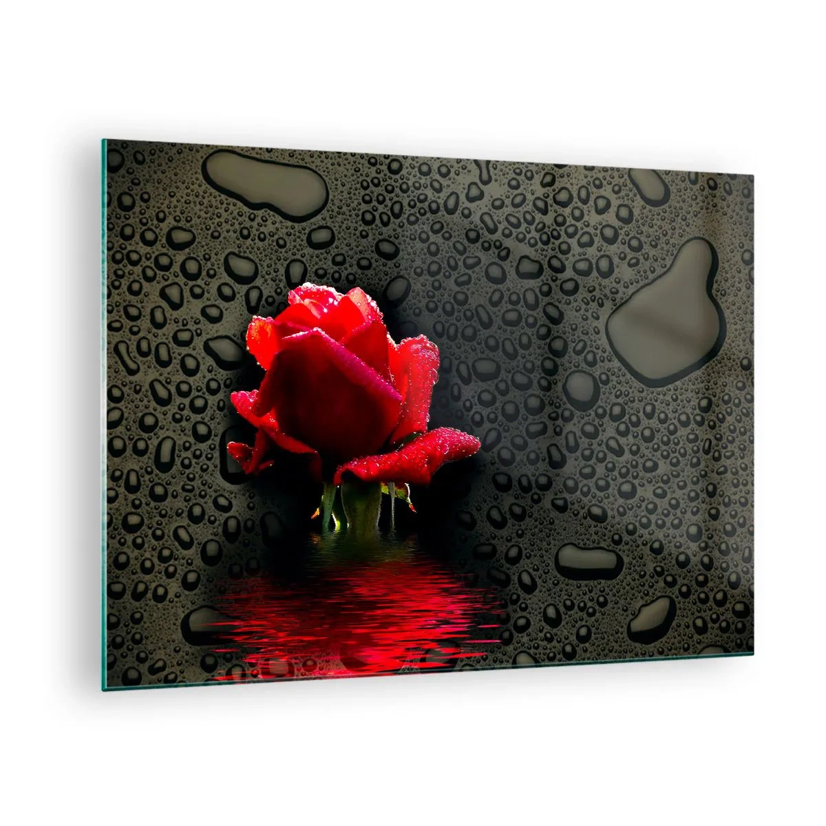 Obraz na skle - Červená růže s kapkami vody na tmavém pozadí - 70x50cm - Červené a černé - Moderní nástěnná dekorace do obývacího pokoje a ložnice ARTTOR