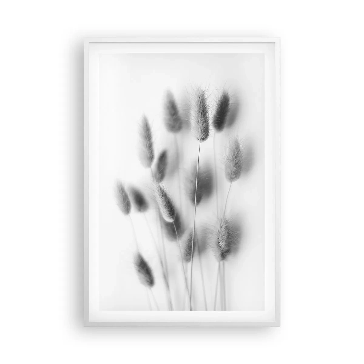 Plakát v bílém rámu - Její načechranost tráva - 61x91 cm