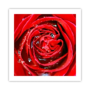 Plakát - V kapkách rosy - 50x50 cm