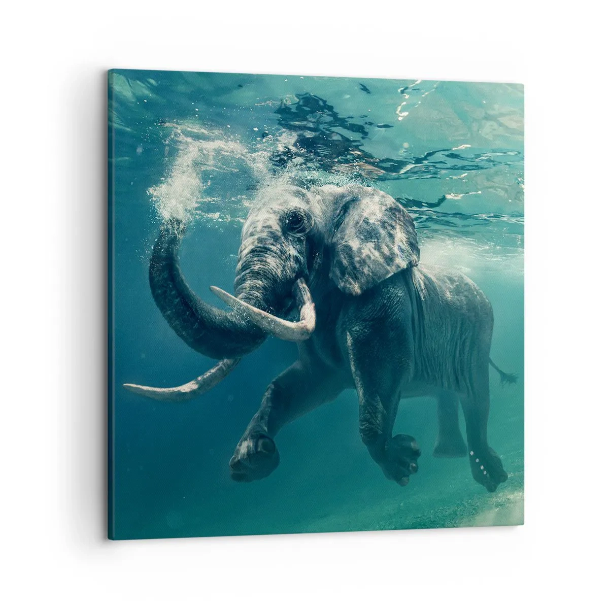 Obraz na plátně - Všichni rádi plavou - 50x50 cm