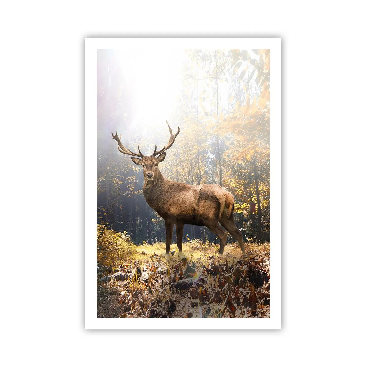 Plakát - Plné důstojnosti - 61x91 cm