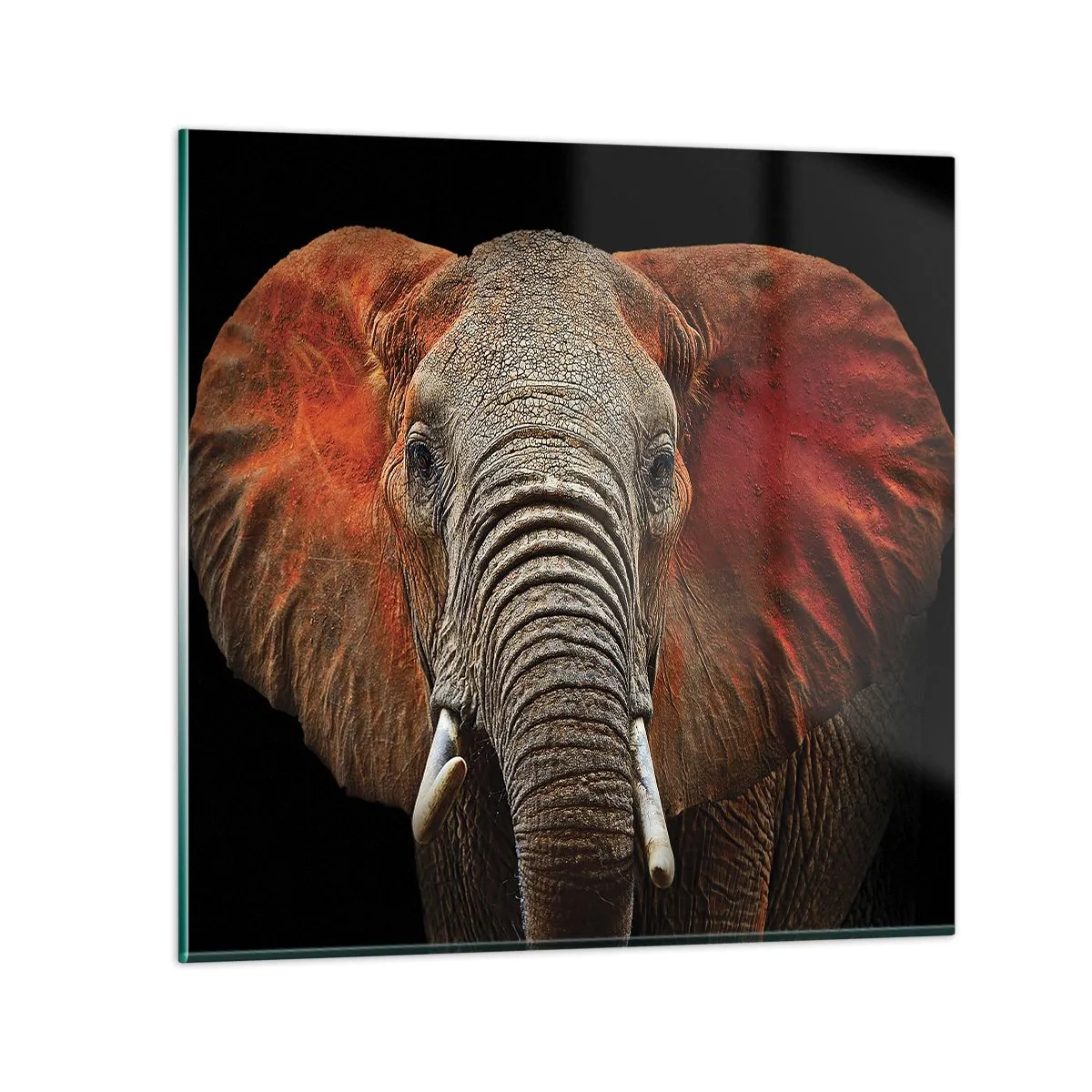 Obraz na skle - Jsem divoký, a ty? - 60x60 cm