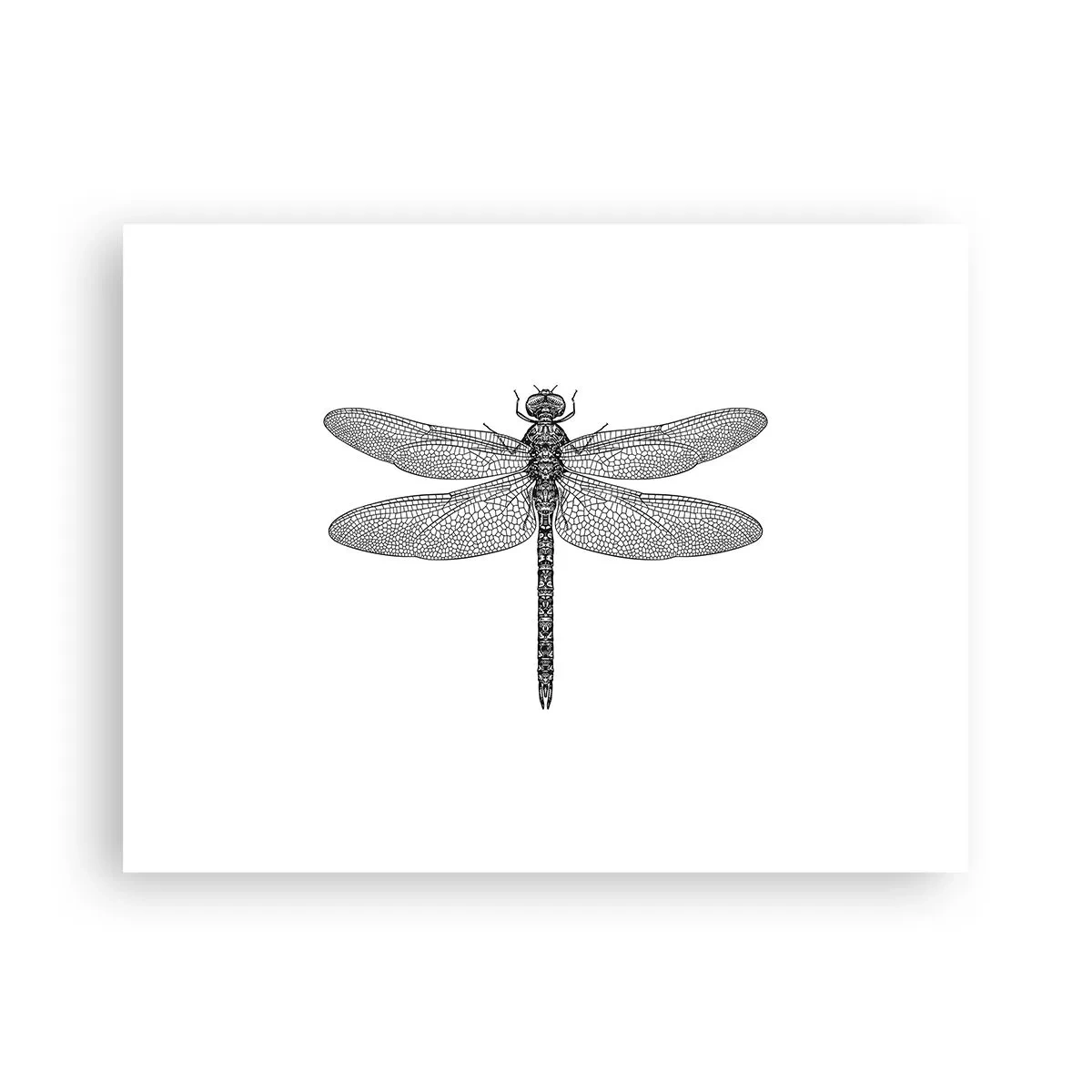 Plakát - Přesnost přírody - 40x30 cm