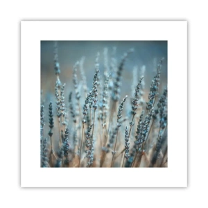 Plakát - Voňavý lán - 30x30 cm