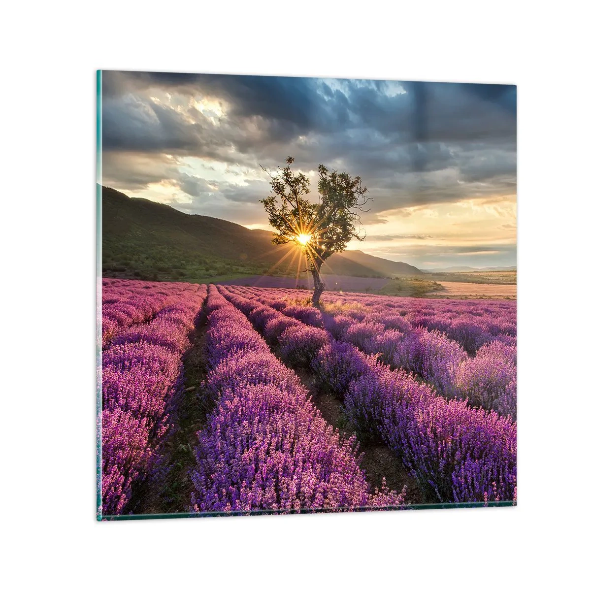 Obraz na skle - Aroma v barvě lila - 30x30 cm