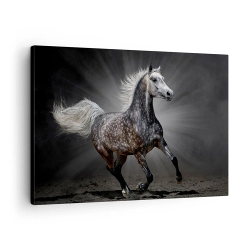 Obraz na plátně - Bílý kůň cválající na tmavém pozadí - 70x50cm - Šedé je krásné - Moderní nástěnná dekorace do obývacího pokoje a ložnice ARTTOR